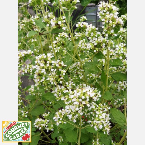 Oregano (siciliansk) vitblommig ORIGANO A FIORE BIANCO 
