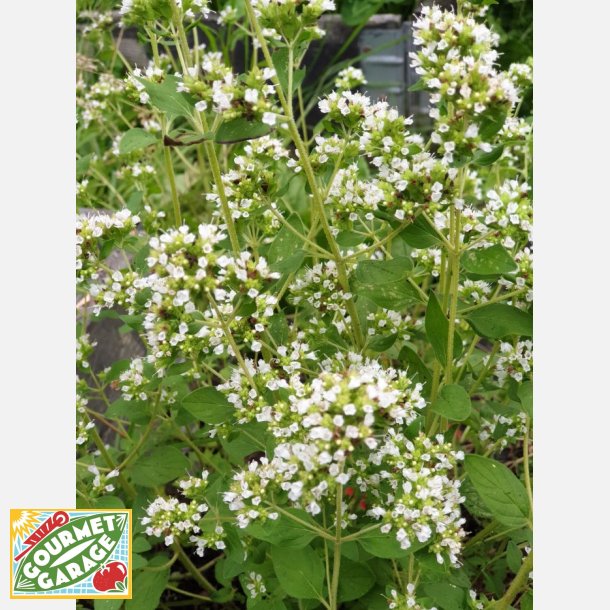 Vitblommig oregano (Origano a fiore bianco) 