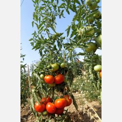 Tomat VIVAGRANDE - Ekologiska fr�er