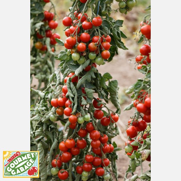 Tomat Primavera (die Rote) - ekologiska frer