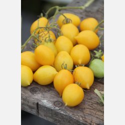 PIENNOLOTOMAT - PO9485 F1 - Vesuviano giallo nano 