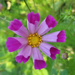 Rosenskra Sea Shells - ekologiska frer