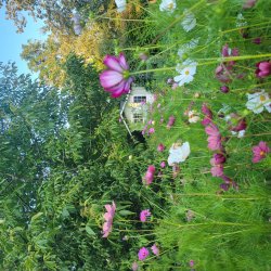 Rosenskra Sea Shells - ekologiska frer