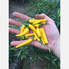 Chili SIPKA ZITRONEN - Demeter-certifierade frer