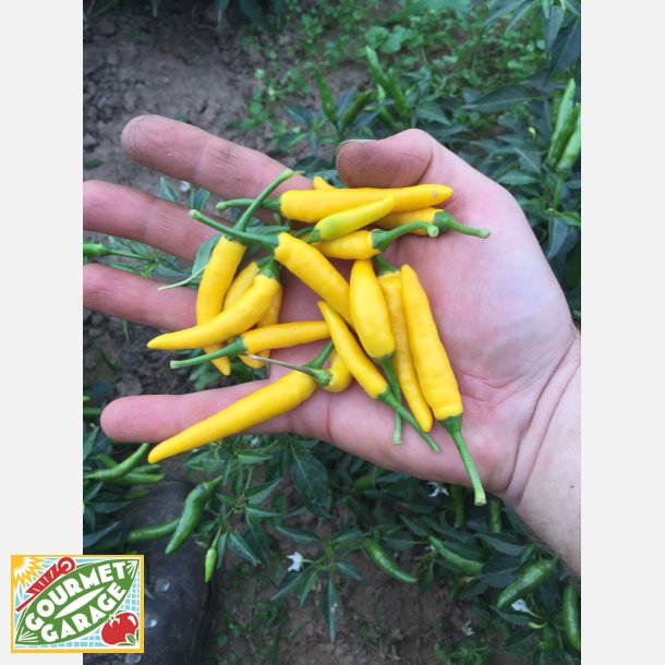 Chili SIPKA ZITRONEN - Demeter-certifierade frer