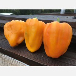 FRBOX - FRUKTGRNSAKER - Ekologiska frer