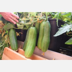 FRBOX - FRUKTGRNSAKER - Ekologiska frer