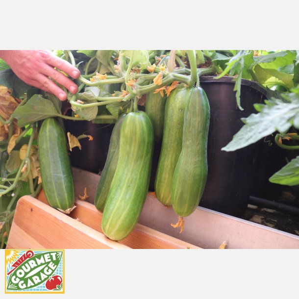 FRBOX - FRUKTGRNSAKER - Ekologiska frer