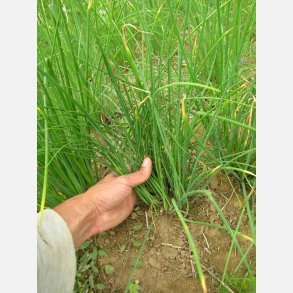 Grslk BELLARISA - ekologiska frer