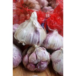Vitl�k fransk (Ail violet) Germidour - 2 hela l�kar