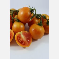 Tomat GIALLO INVERNALE CON PIZZO (gul vintertomat fr�n Apulien)