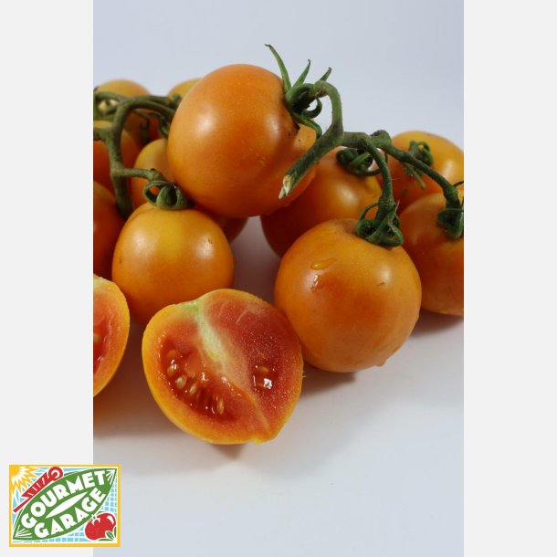 Tomat GIALLO INVERNALE CON PIZZO