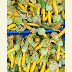 Zucchini Gold Rush F1 - STORPACK