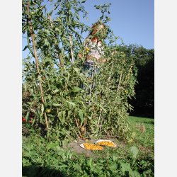 FRBOX - TOMATBOX FR UTOMHUSODLING 