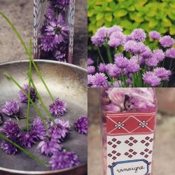 GRSLK (Erba Cipollina)