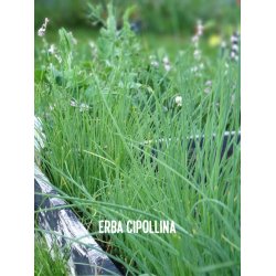 GRSLK (Erba Cipollina)