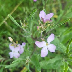 Grekisk l�vkoja - Giroflee PARFUM DU SOIR