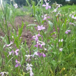 Grekisk l�vkoja - Giroflee PARFUM DU SOIR