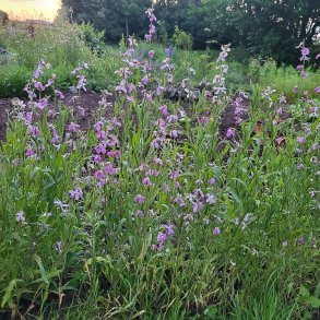 Grekisk l�vkoja - Giroflee PARFUM DU SOIR