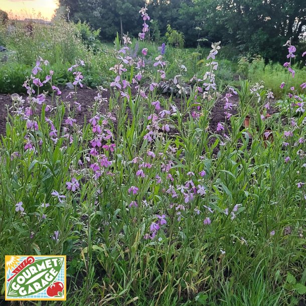 Grekisk l�vkoja - Giroflee PARFUM DU SOIR