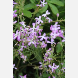 Grekisk l�vkoja - Giroflee PARFUM DU SOIR