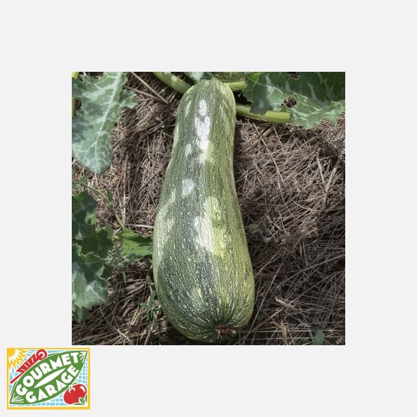 Zucchini GRISETTE DE PROVENCE (GREYZINI) - Ekologiska fr�er