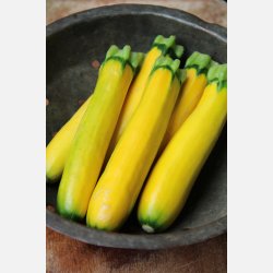 Zucchini Gold Rush F1 - STORPACK