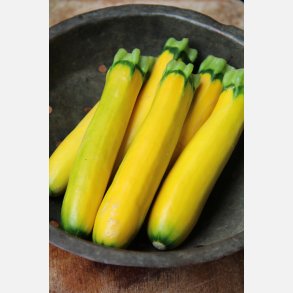 Zucchini GOLD RUSH F1 (Franchi)