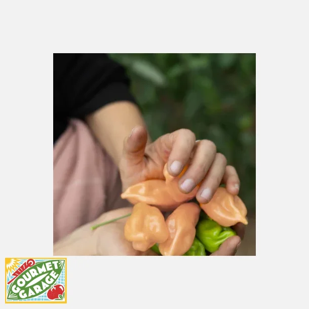 Chili HABANERO PINK - ekologiska frer