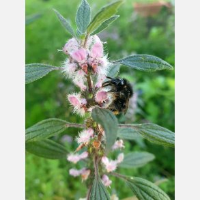 Hj�rtstilla LEONURUS AGRIPAUME DU JAPON - Ekologiska fr�er