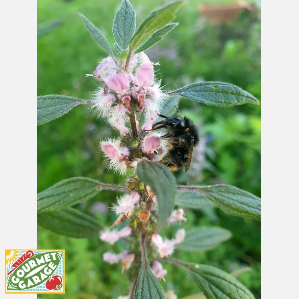 Hj�rtstilla LEONURUS AGRIPAUME DU JAPON - Ekologiska fr�er