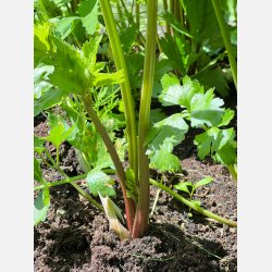 Stj�lkselleri VIOLET DE TOURS - Ekologiska fr�er