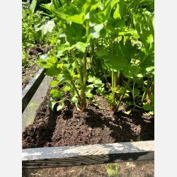 Stj�lkselleri VIOLET DE TOURS - Ekologiska fr�er