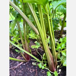 Stj�lkselleri VIOLET DE TOURS - Ekologiska fr�er