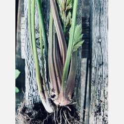 Stj�lkselleri VIOLET DE TOURS - Ekologiska fr�er