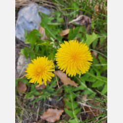 Maskros DENTE DI LEONE (Franchi)