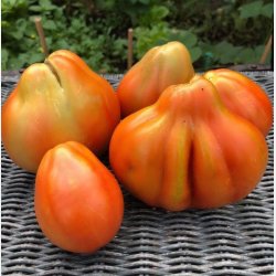 Tomat CANESTRINO DI LUCCA 