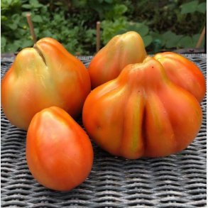 Tomat CANESTRINO DI LUCCA 