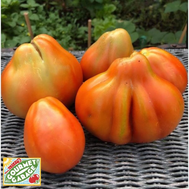 Tomat CANESTRINO DI LUCCA 