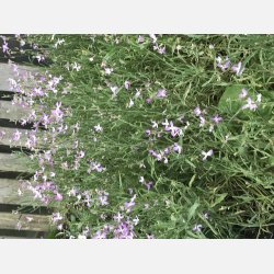 Grekisk l�vkoja - Giroflee PARFUM DU SOIR