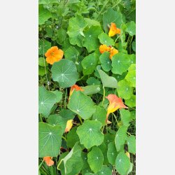 Gourmetblomma (Flower Gourmet) - Indiankrasse / Blomsterkrasse