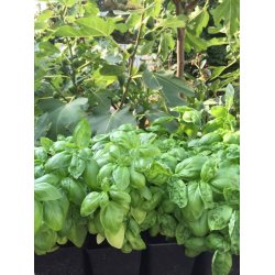 Basilika ITALIANO CLASSICO - ekologiska frer - STORPACK