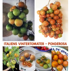 Tomat PONDEROSA - vintertomat 