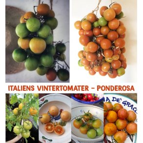Tomat PONDEROSA - vintertomat 