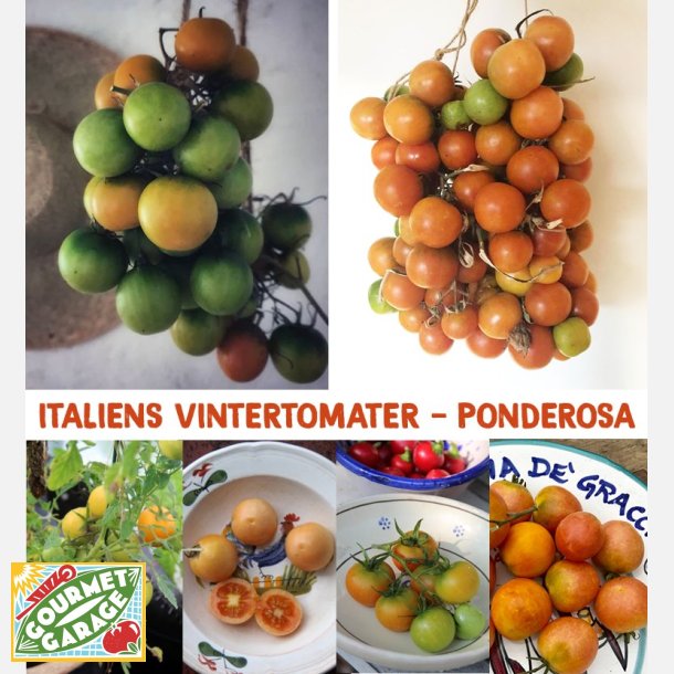 Tomat Ponderosa - vintertomat 
