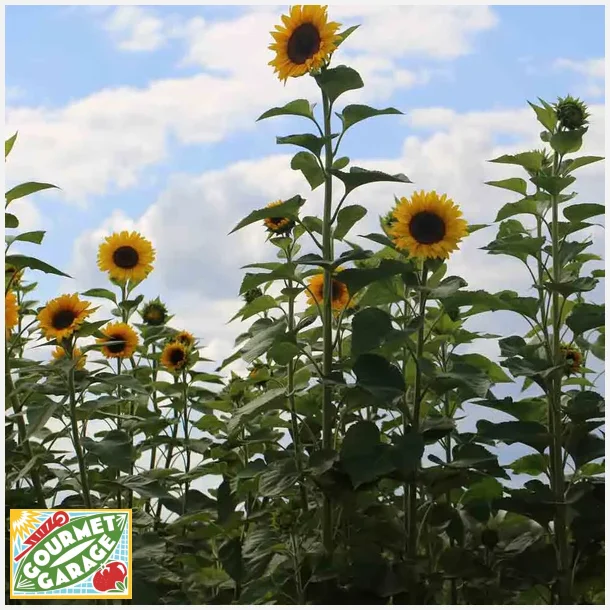 Solros G�ANT - Ekologiska fr�er