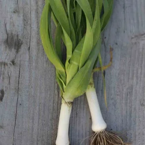 Purjol�k JAUNE GROS DU POITOU - Ekologiska fr�er