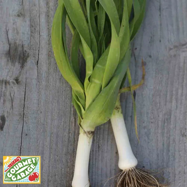 Purjol�k JAUNE GROS DU POITOU - Ekologiska fr�er