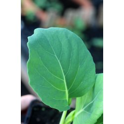 Bladkl portugisisk - Galega de folhas lisas