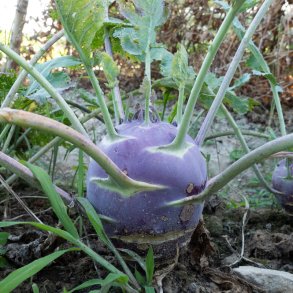 Klrabbi DYNA - ekologiska frer